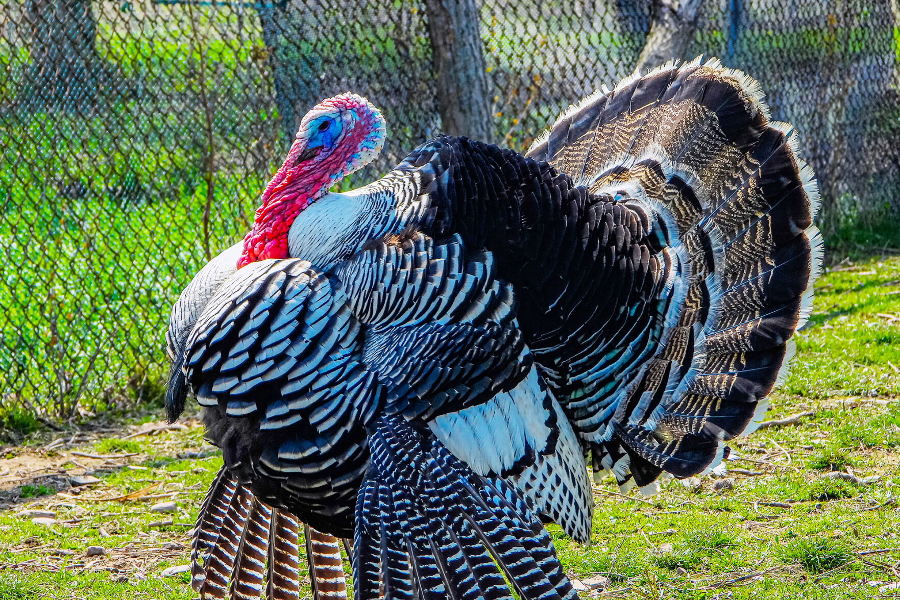 Heritage-turkey.jpg